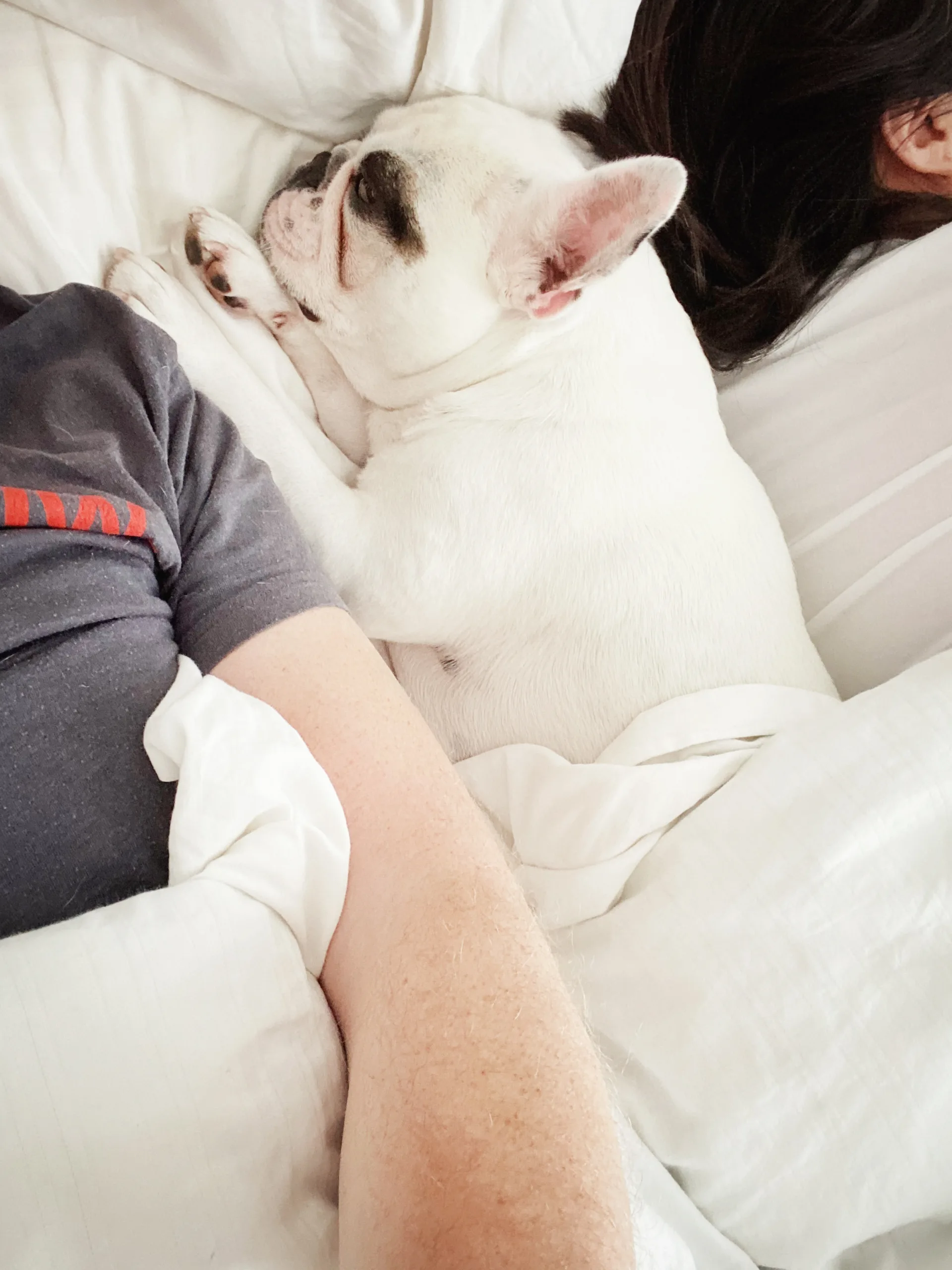 Couple lying on bed with dog at home